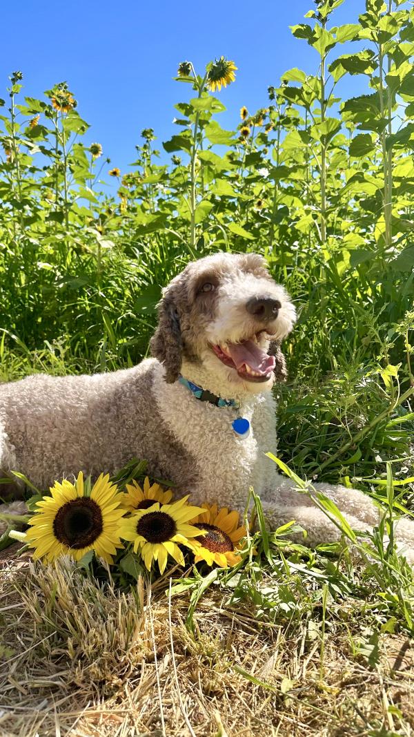 /images/uploads/albuquerque publishing company/abqjournalpetcontest2024/entries/29982thumb.jpg